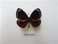 藏品(小紫斑蝶)的圖片